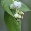 Staphylea pinnata