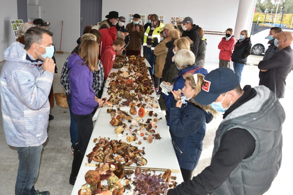 sortie champignons octobre 2020 - 1