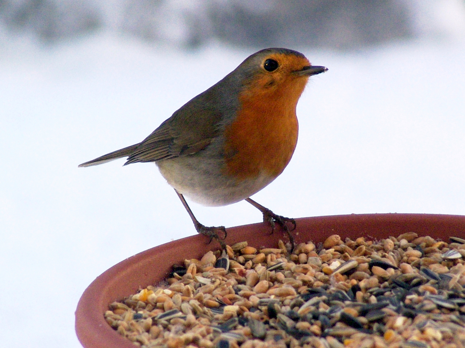 Nourrir les oiseaux en hiver - Val de la Haye